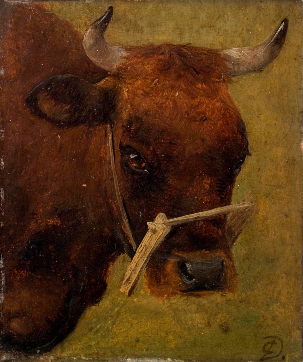Hode av en ku. Studie. av Carlo Dalgas