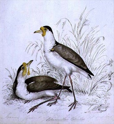 Sandpiper, 1800-tallet av Caroline Louisa Atkinson