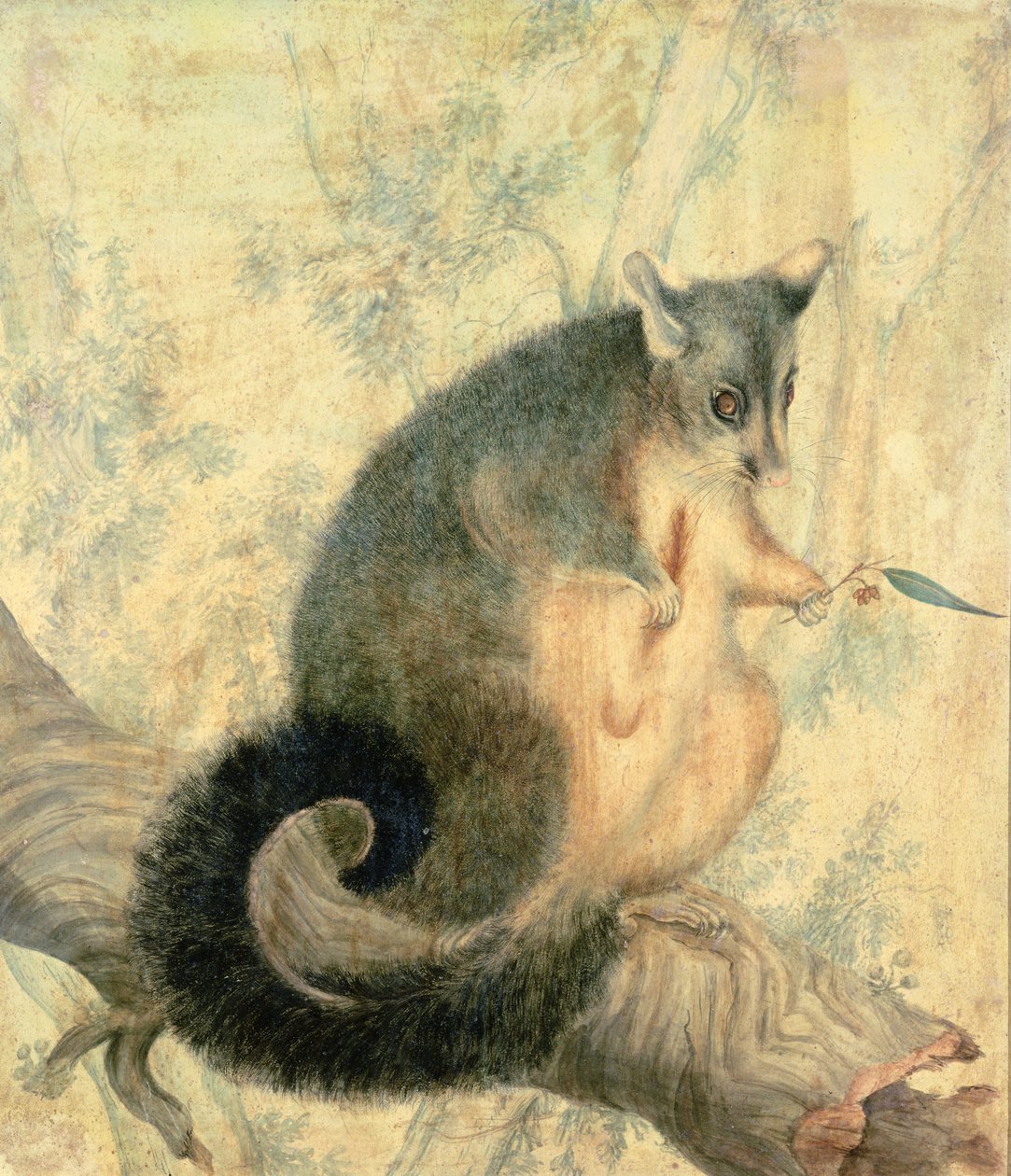 The Possum av Caroline Louisa Atkinson