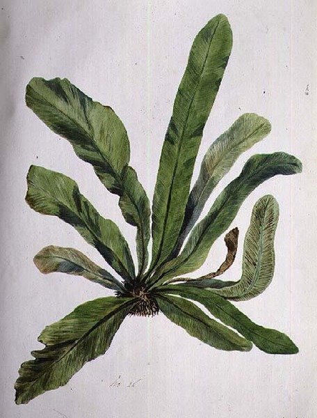 Aspidistra, 1800-tallet av Caroline Louisa Meredith