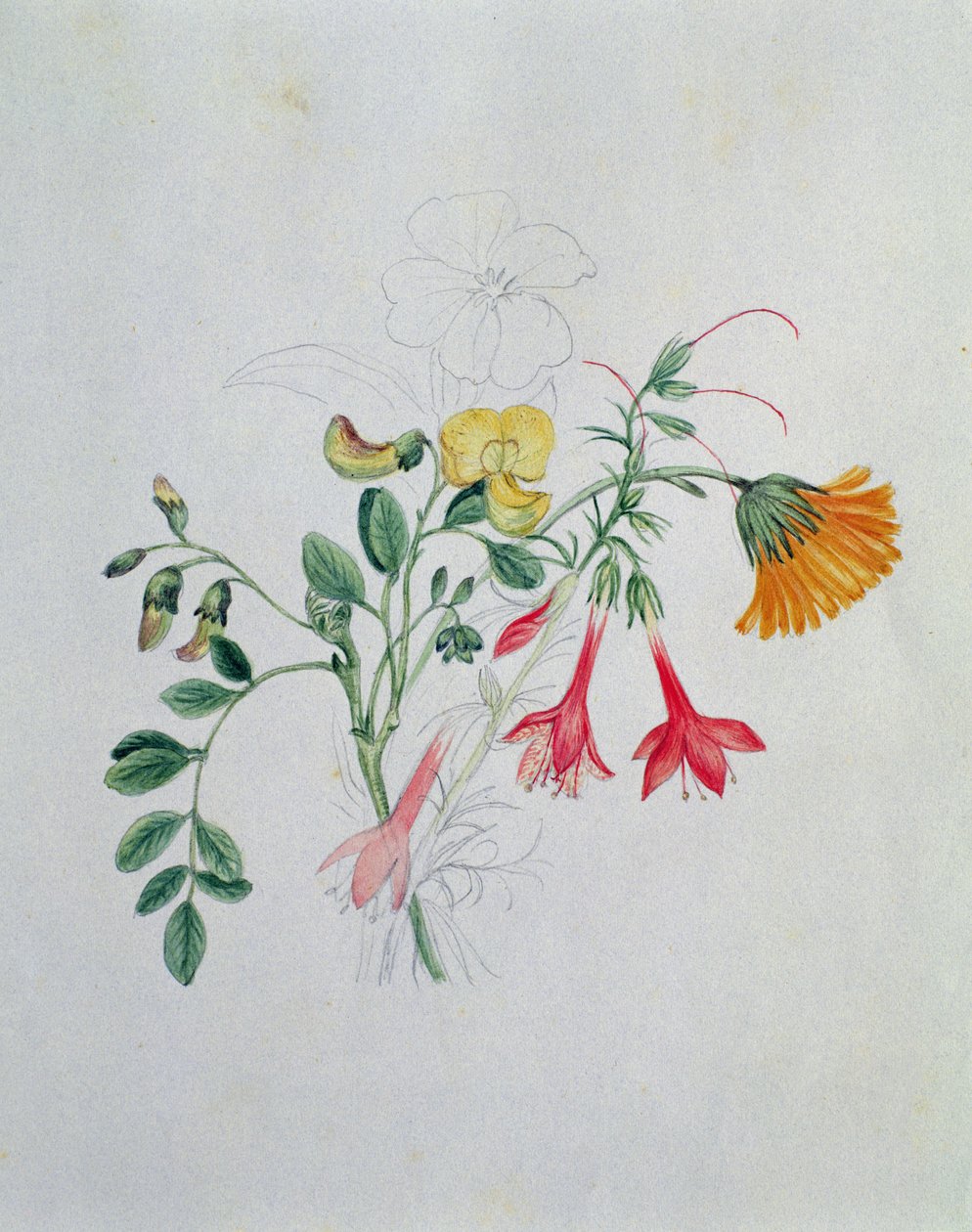 Kost og ringblomster av Caroline Louisa Meredith