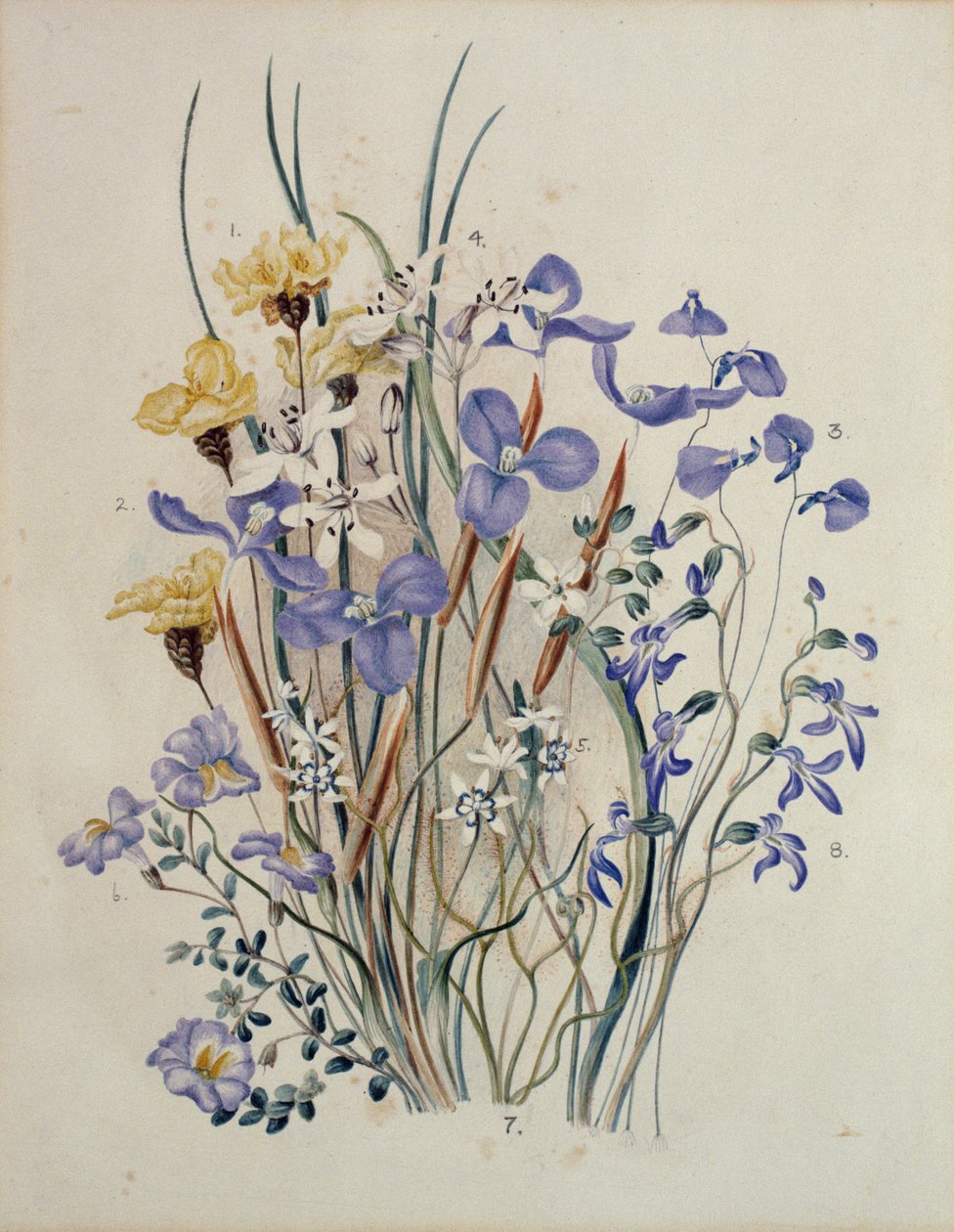 Vårblomster, 1800-tallet av Caroline Louisa Meredith
