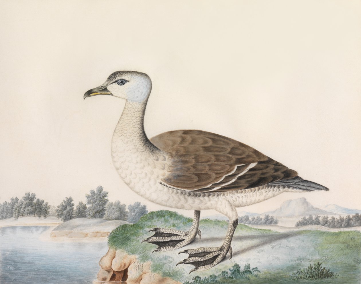 Java Duck (akvarell på vellum, påskrevet med tittel) av Caroline Conyers