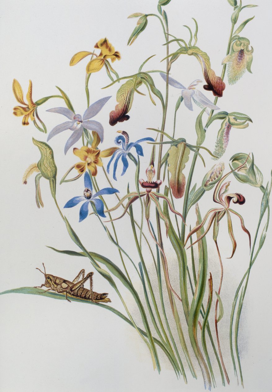 Iris og Blue Speedwell av Caroline Louisa Meredith