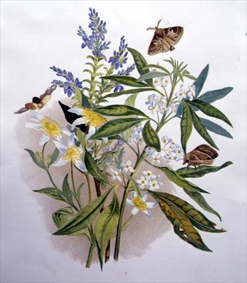 Tasmanian Blue Speedwell og Dvergklematis av Caroline Louisa Meredith