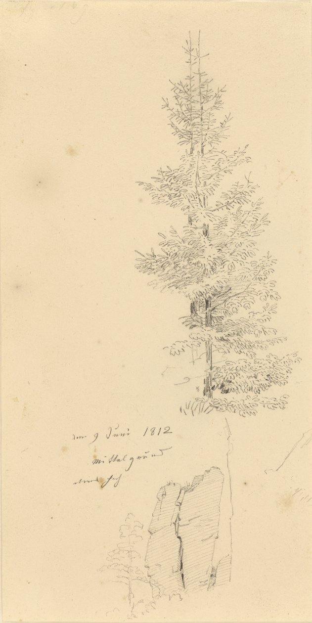 Studie av grantrær og en stein av Caspar David Friedrich