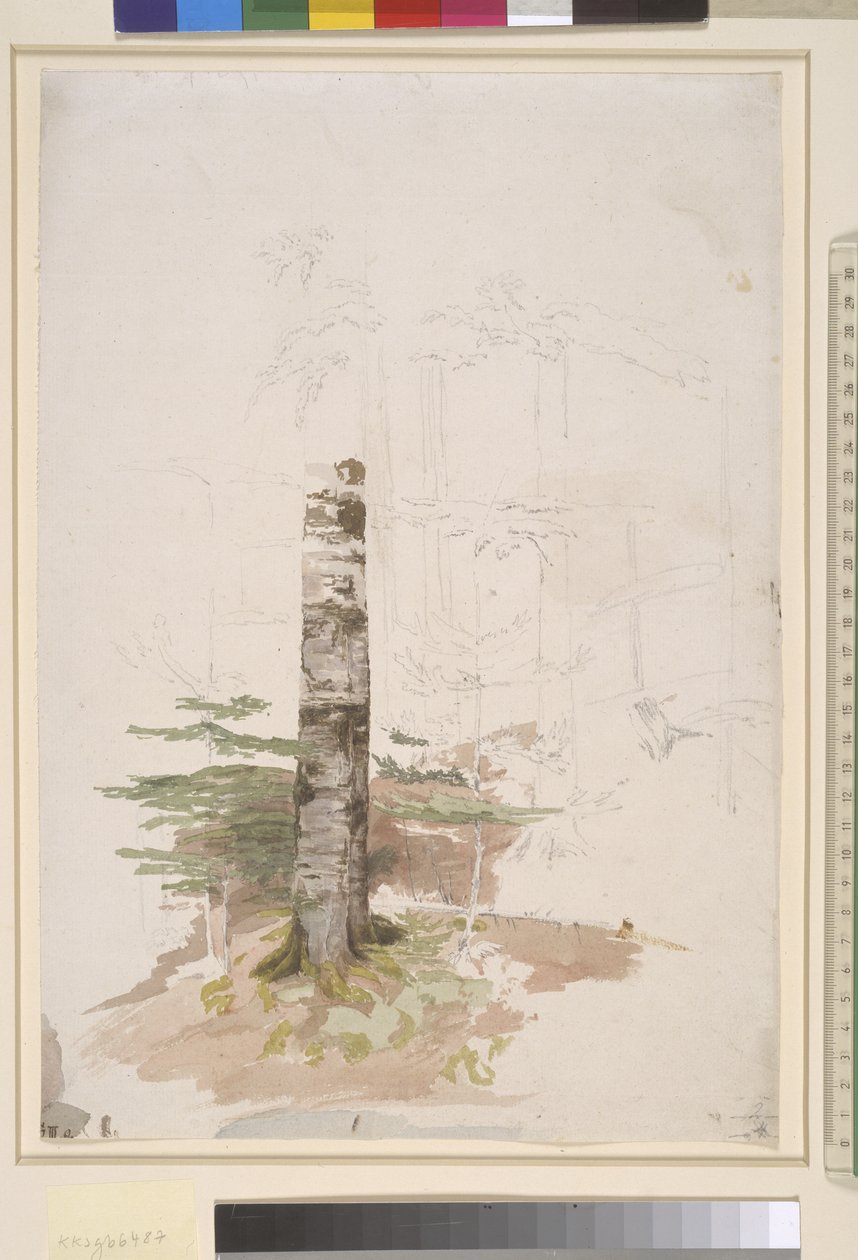 Studie fra det indre av en barskog av Caspar David Friedrich