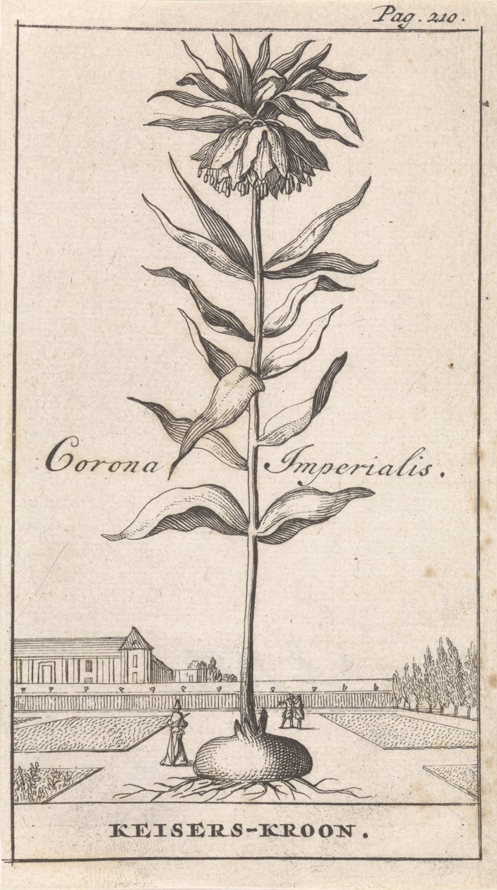 Keiserlig krone Corona Imperialis / Imperial Crown (tittel på objekt) av Caspar Luyken
