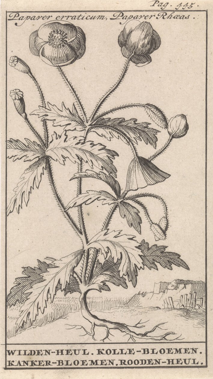 Valmue Papaver erraticum, Papaver Rhoeas / Wilden-heul. Kolle blomster. Kreftblomster. Roodenheul (tittel på objekt) av Caspar Luyken