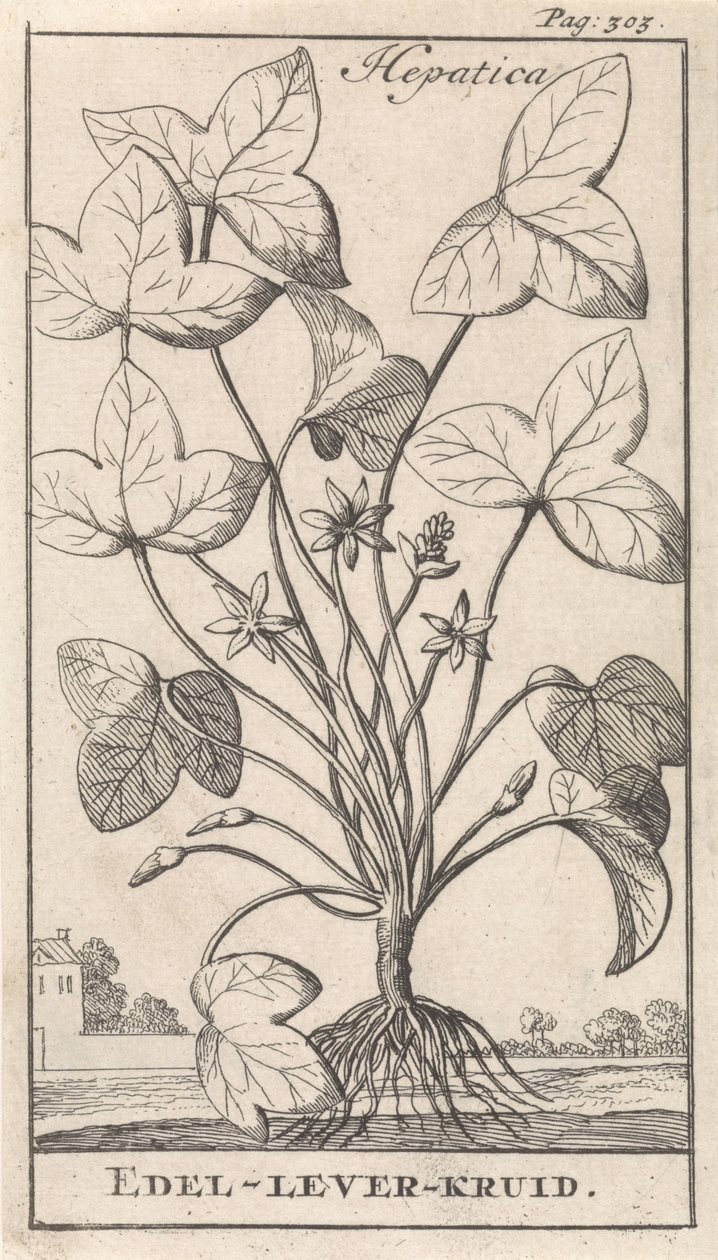 leverurt Hepetica / Noble-Liver-Herb (tittel på objekt) av Caspar Luyken