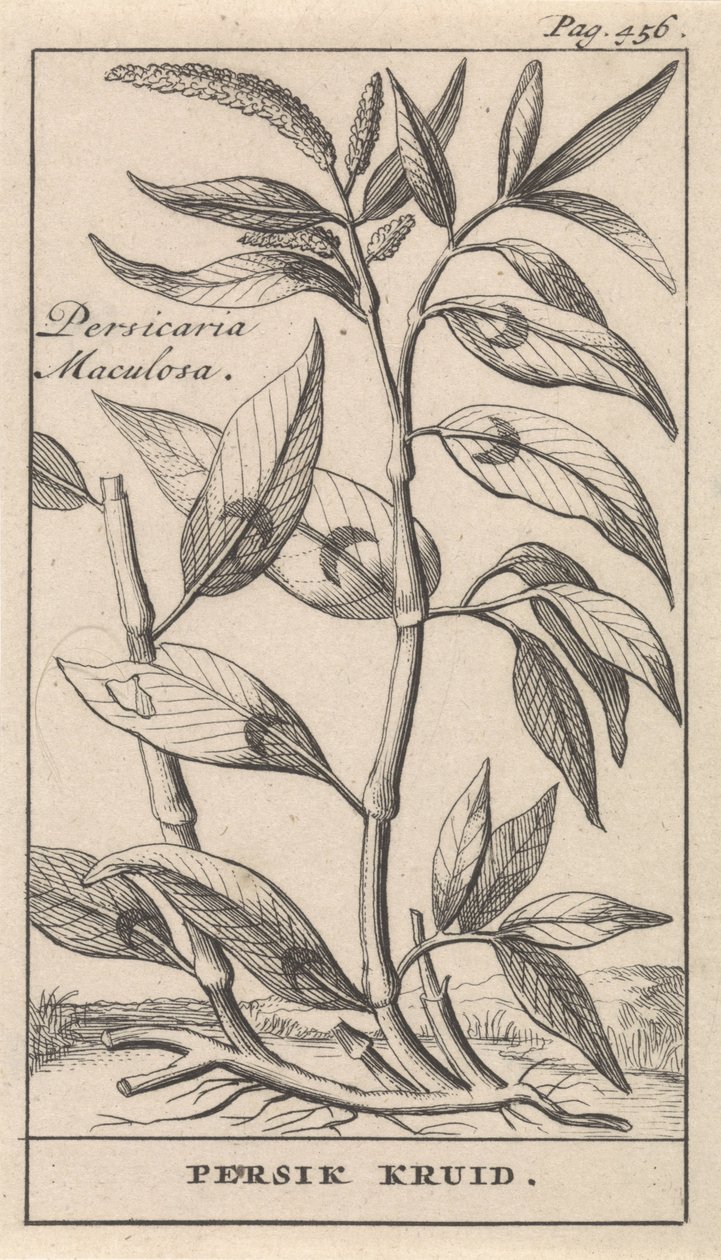 ferskenkrydder Persicaria Maculosa / Persik Herb (tittel på objekt) av Caspar Luyken