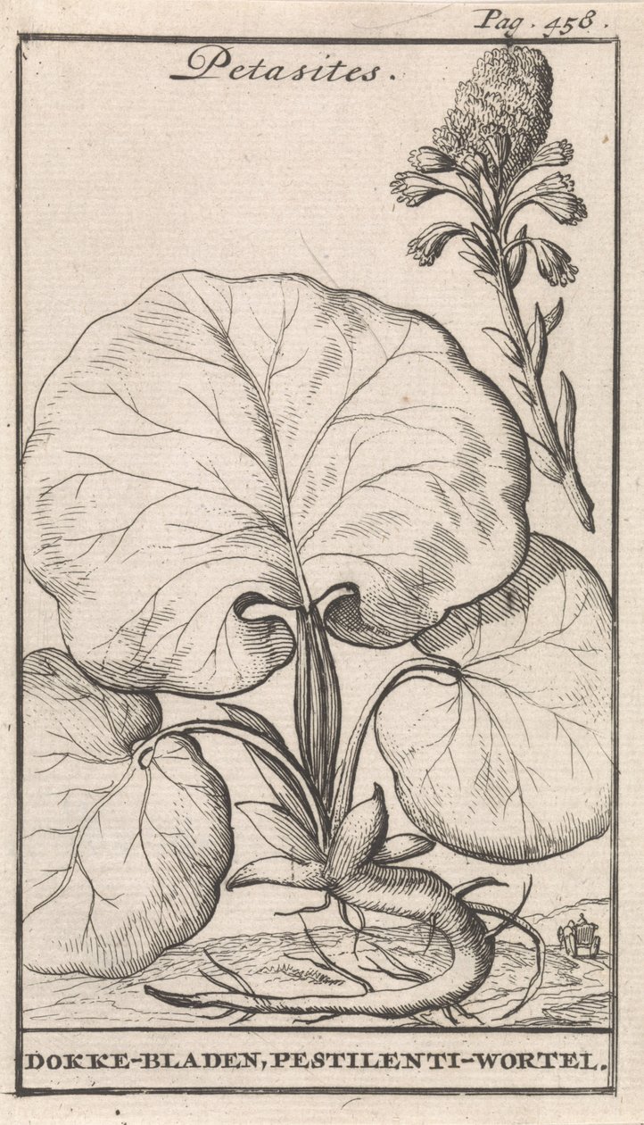 Petasitter av Caspar Luyken