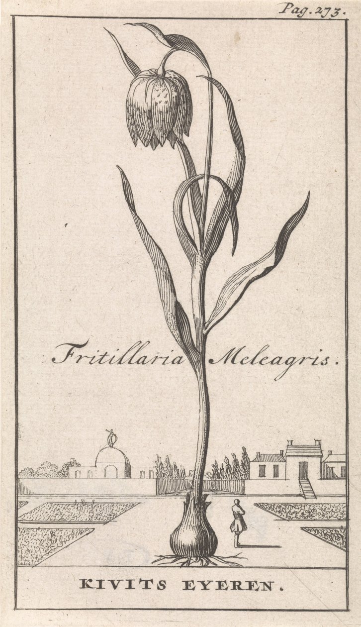 Tittelside og åtte trykk med blomster Kievitsbloem Fritillaria Meleagris / Kivits Eyeren (tittel på objekt) av Caspar Luyken