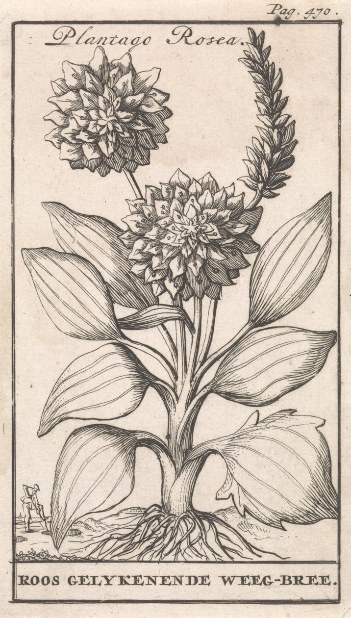 Tittelside og åtte trykk med blomster Weegbree Plantago Rosea / Roos likeenende Weeg-bree (tittel på objekt) av Caspar Luyken