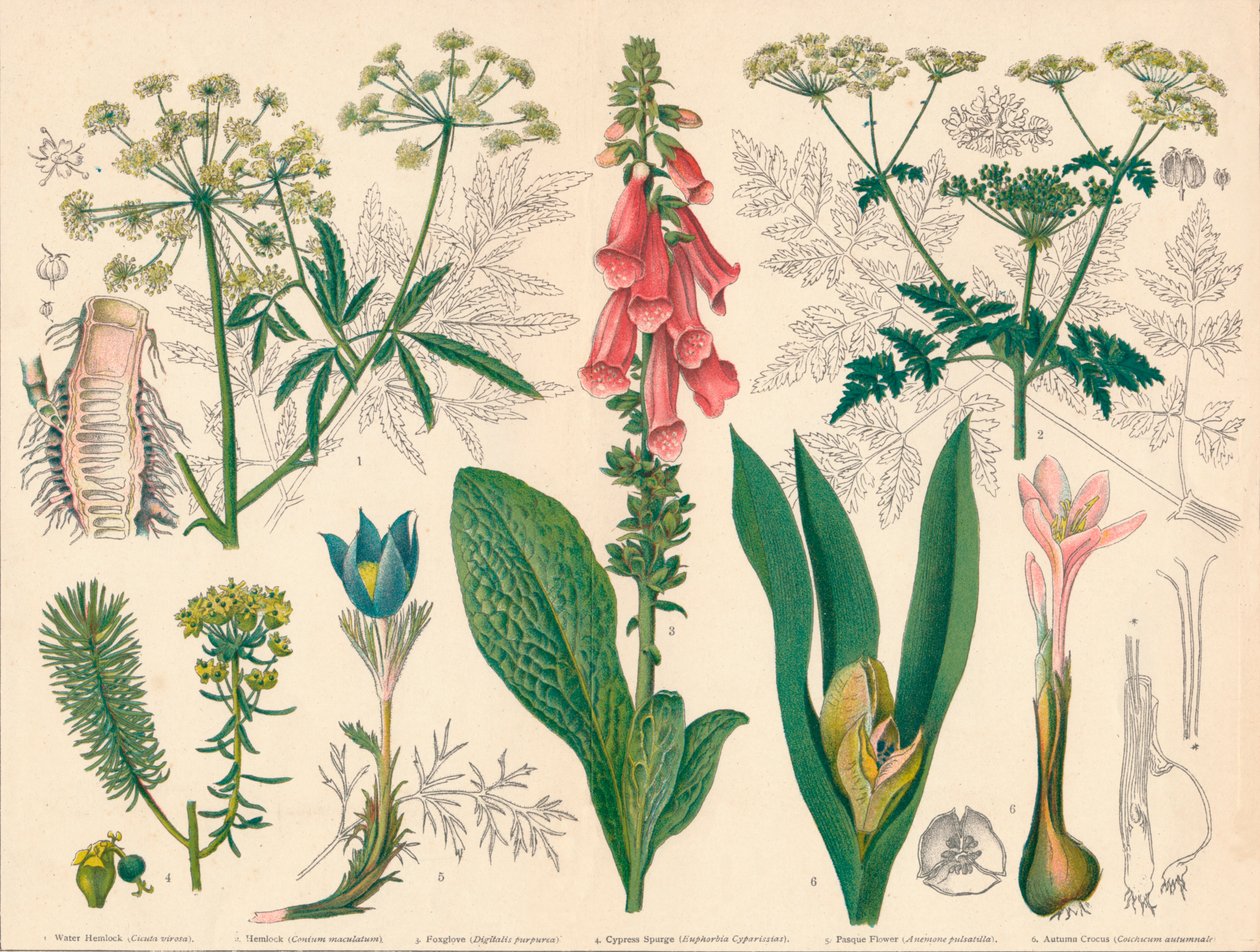 'British Poisonous Plants', midten av slutten av 1800-tallet. av Cassell and Co