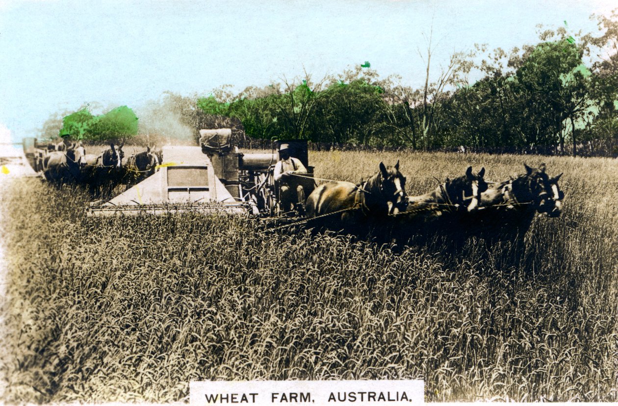 Grenfell hvetefarm, Australia, ca 1920-tallet. av Cavenders Ltd