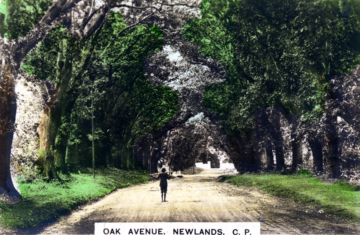 Oak Avenue, Newlands, Johannesburg, Gauteng, Sør-Afrika, ca 1920-tallet. av Cavenders Ltd