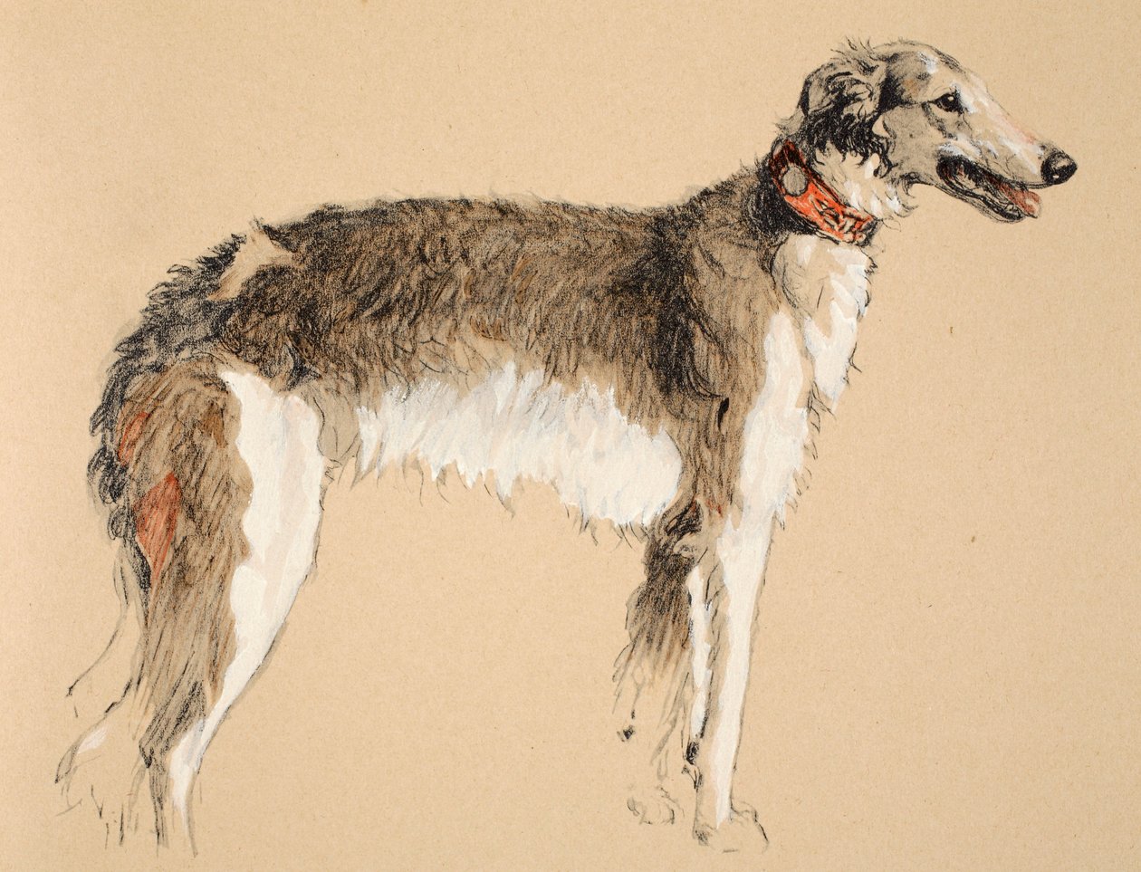 Borzoi, 1930, Illustrasjoner fra skisseboken hans brukt til 