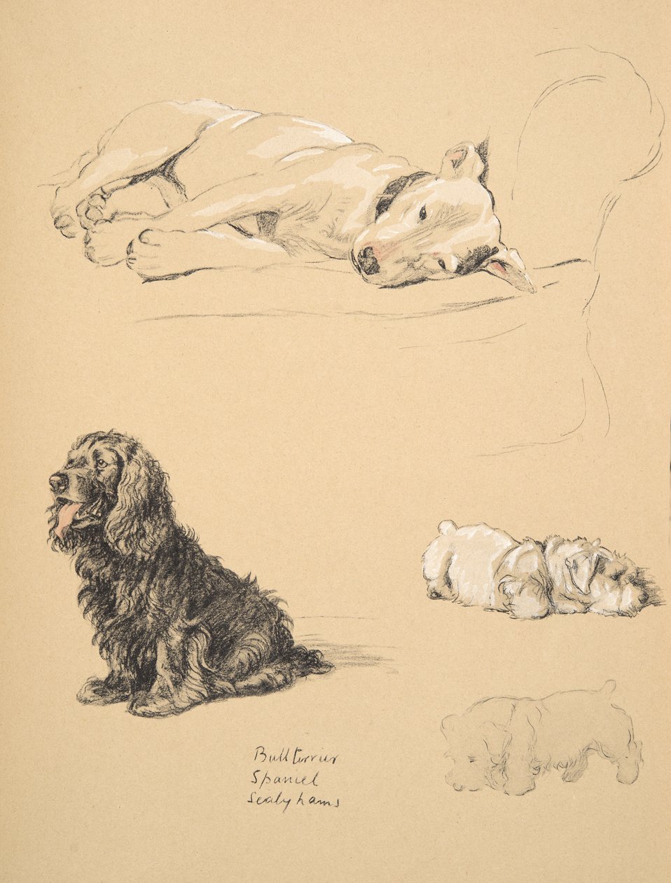 Bull-Terrier, Spaniel og Sealyhams, 1930, illustrasjoner fra skisseboken hans brukt for 