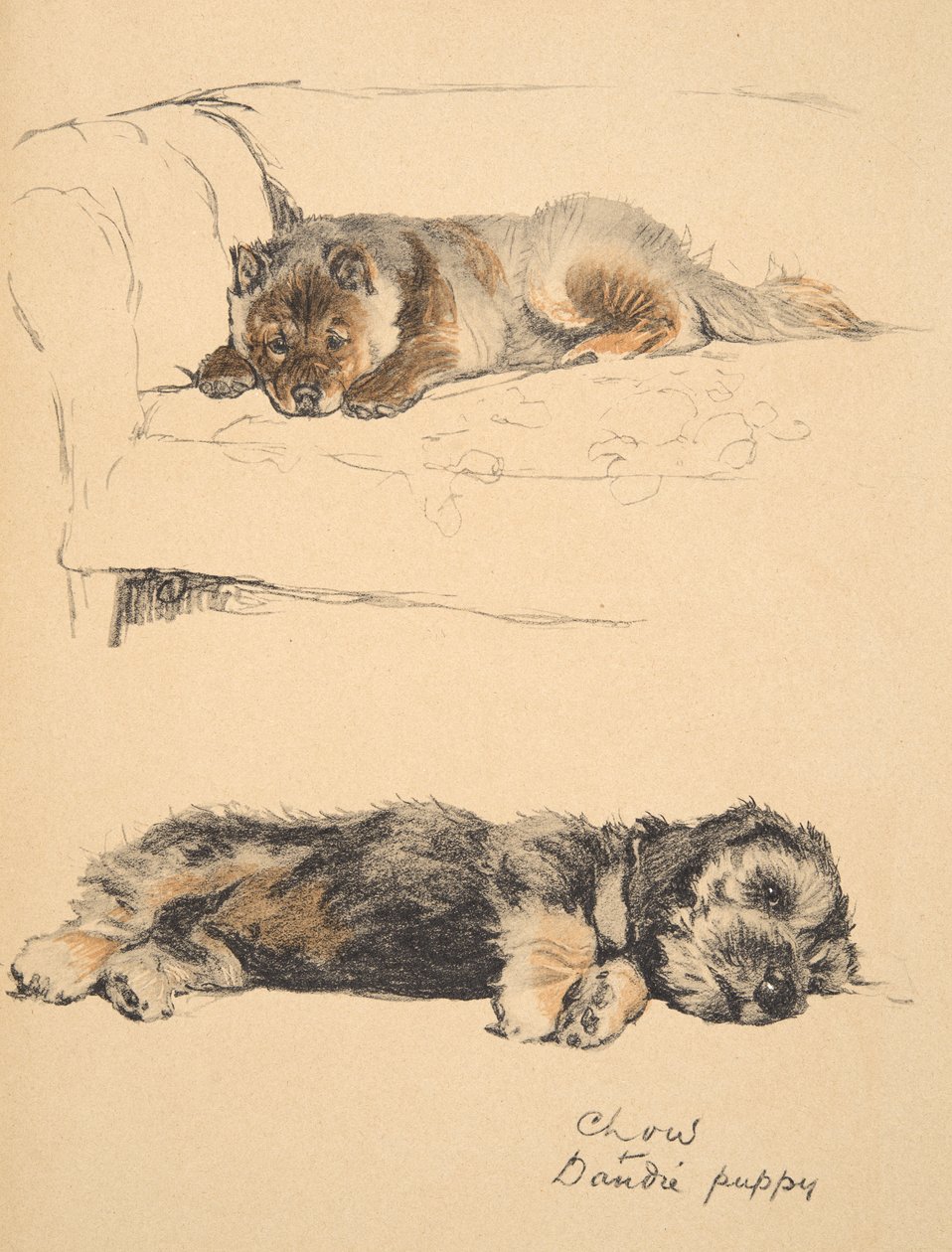 Chow and Dandie Puppy, 1930, illustrasjoner fra skisseboken hans for brukt 'Just Among Friends', Aldin, Cecil Charles Windsor (1870-1935), senere utgitt av Eyre og Spottiswoode Limited, 1934, Chalk a av Cecil Charles Windsor Aldin