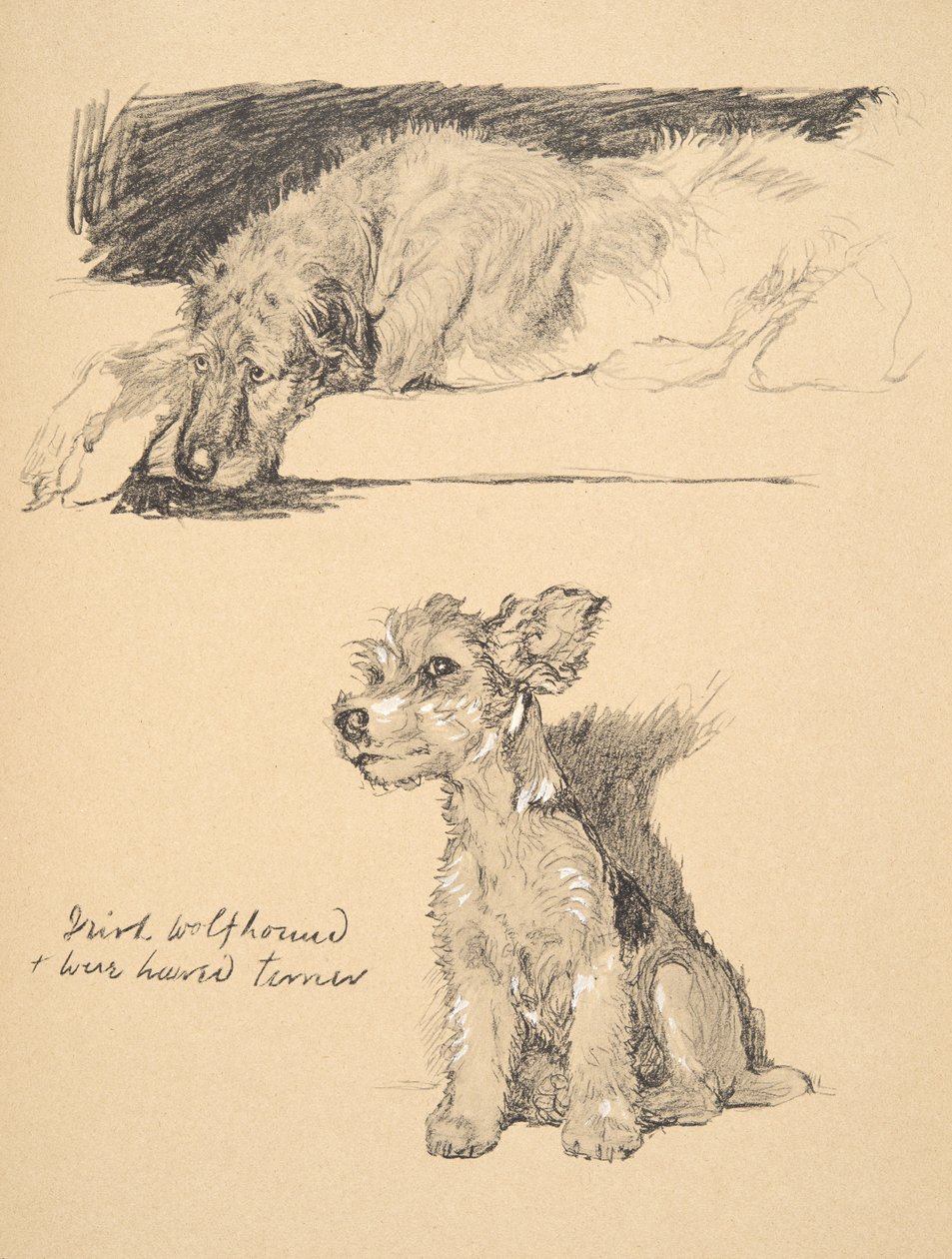 Irsk ulvehund og trådhåret terrier, 1930, illustrasjoner fra skisseboken hans brukt til 
