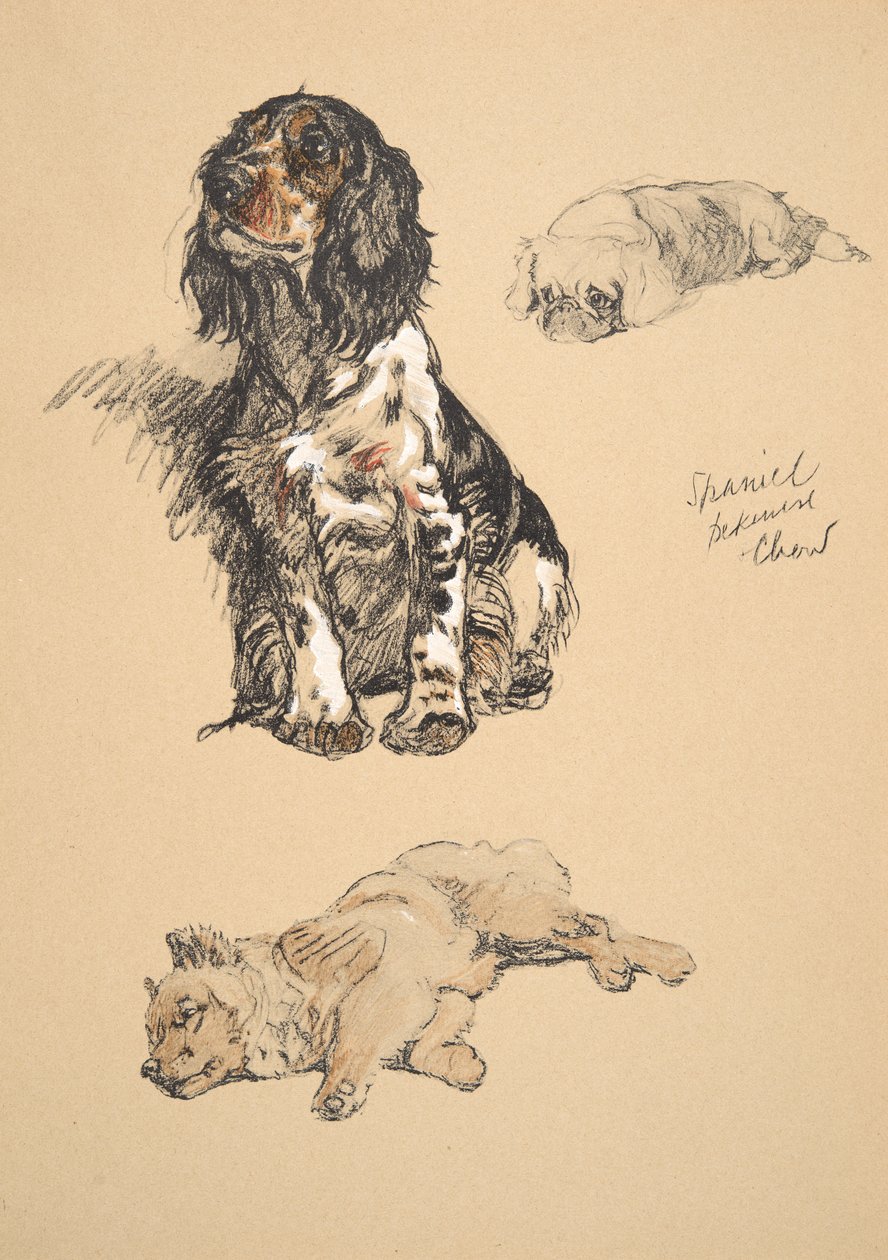 Spaniel, Pekinese og Chow, 1930, illustrasjoner fra skisseboken hans brukt for 