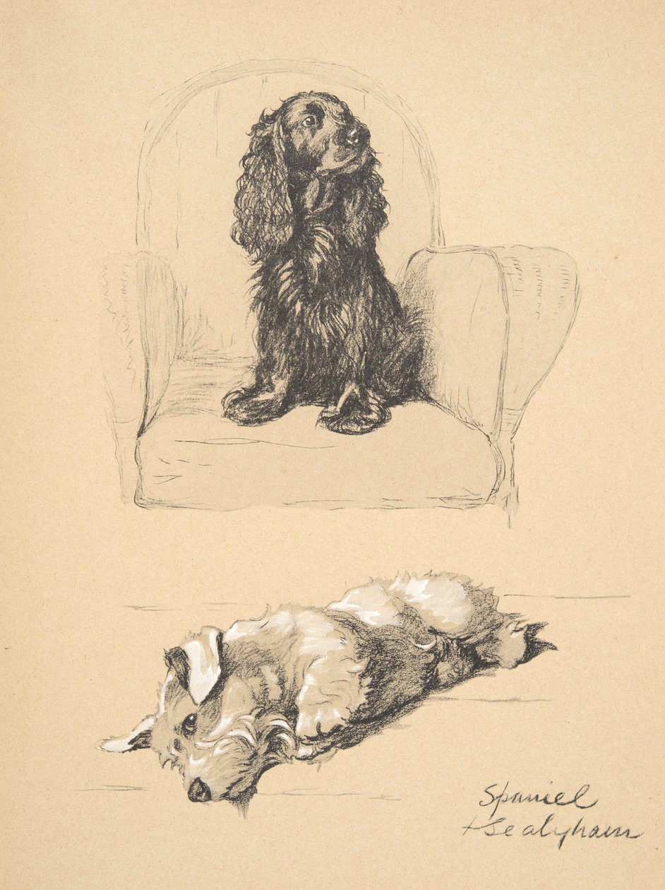 Spaniel og Sealyham, 1930, illustrasjoner fra skisseboken hans brukt for 