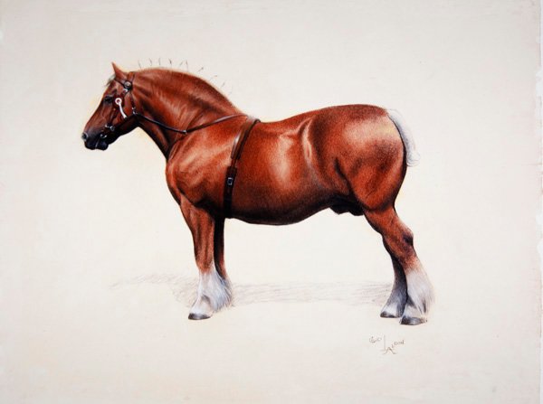 En mester Suffolk Punch (pastell på papir) av Cecil Charles Windsor Aldin