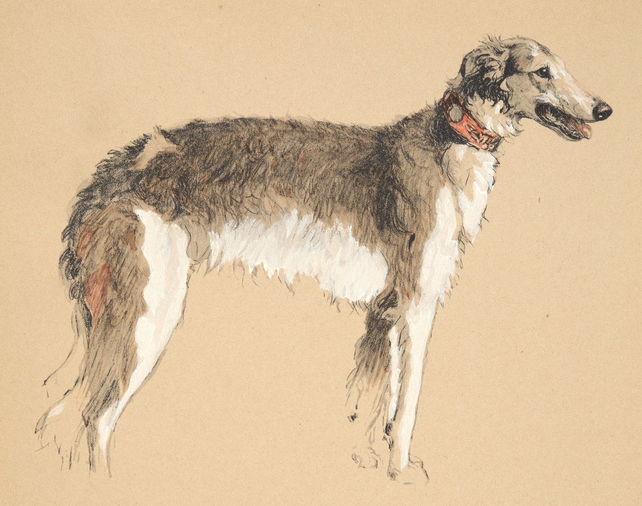 Borzoi, 1930, illustrasjoner fra skisseboken hans brukt for Just Among Friends, senere utgitt av Eyre og Spottiswoode Limited, 1934 (kritt og kull på papir) av Cecil Charles Windsor Aldin