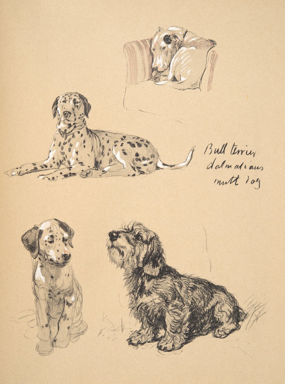 Bull Terrier, Dalmatians and Mutt Dog, 1930, Illustrasjoner fra skisseboken hans brukt for Just Among Friends, Aldin, Cecil Charles Windsor (1870-1935), senere utgitt av Eyre og Spottiswoode Limited, av Cecil Charles Windsor Aldin