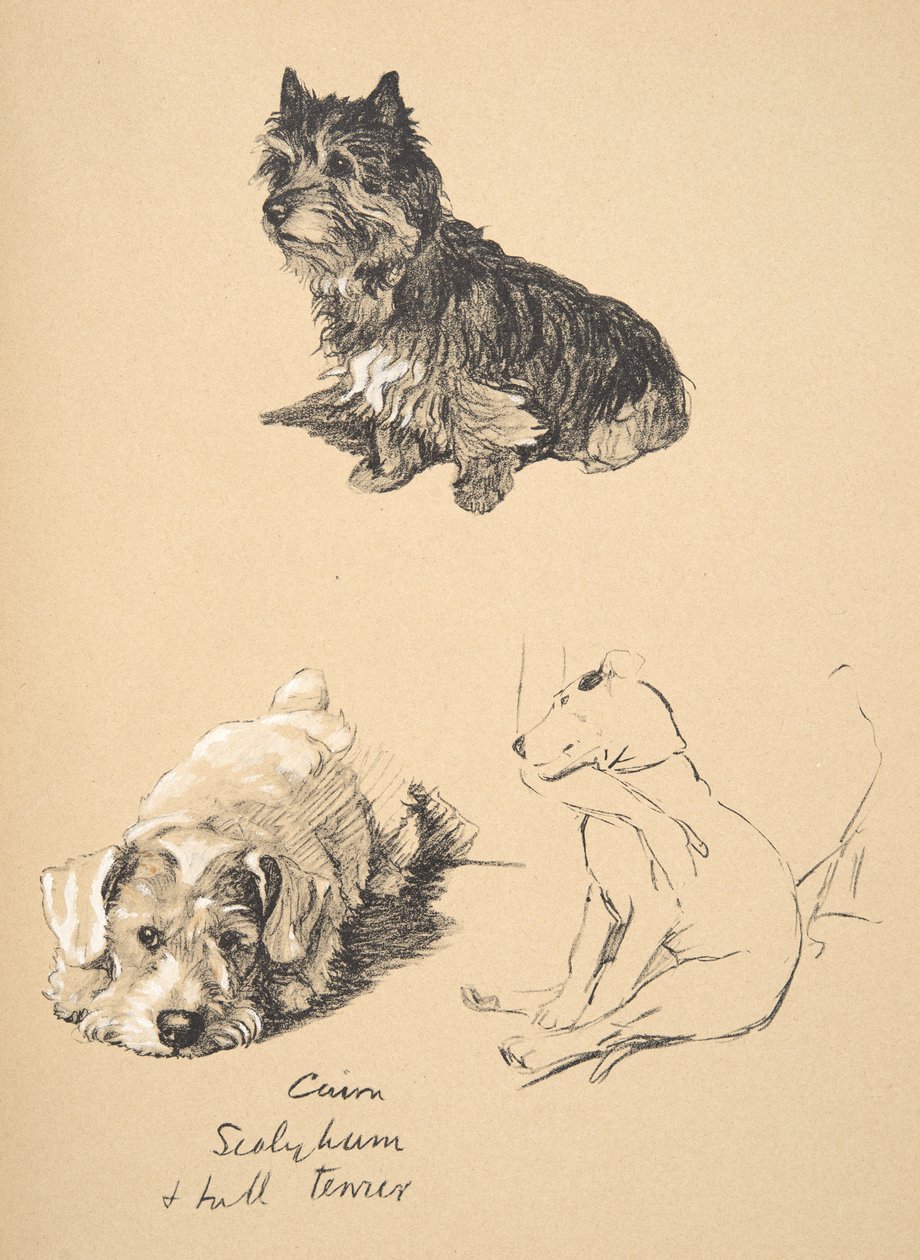 Cairn, Sealyham og Bull Terrier, 1930, Illustrasjoner fra skisseboken hans brukt for Just Among Friends, Aldin, Cecil Charles Windsor (1870-1935), senere utgitt av Eyre og Spottiswoode Limited, 1934 av Cecil Charles Windsor Aldin