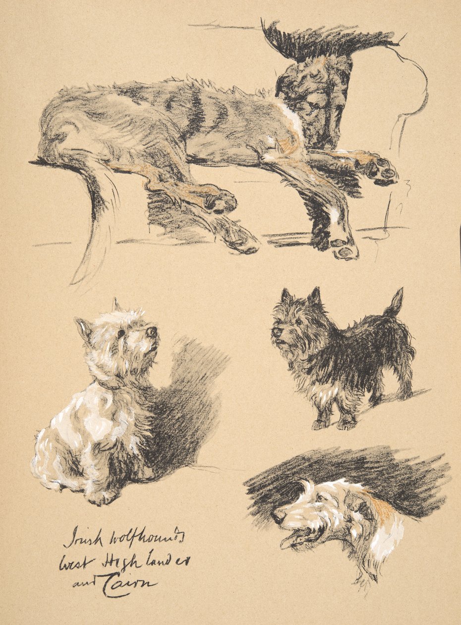 Irish Wolfhound, West Highlander and Cairn, 1930, illustrasjoner fra skisseboken hans brukt for 