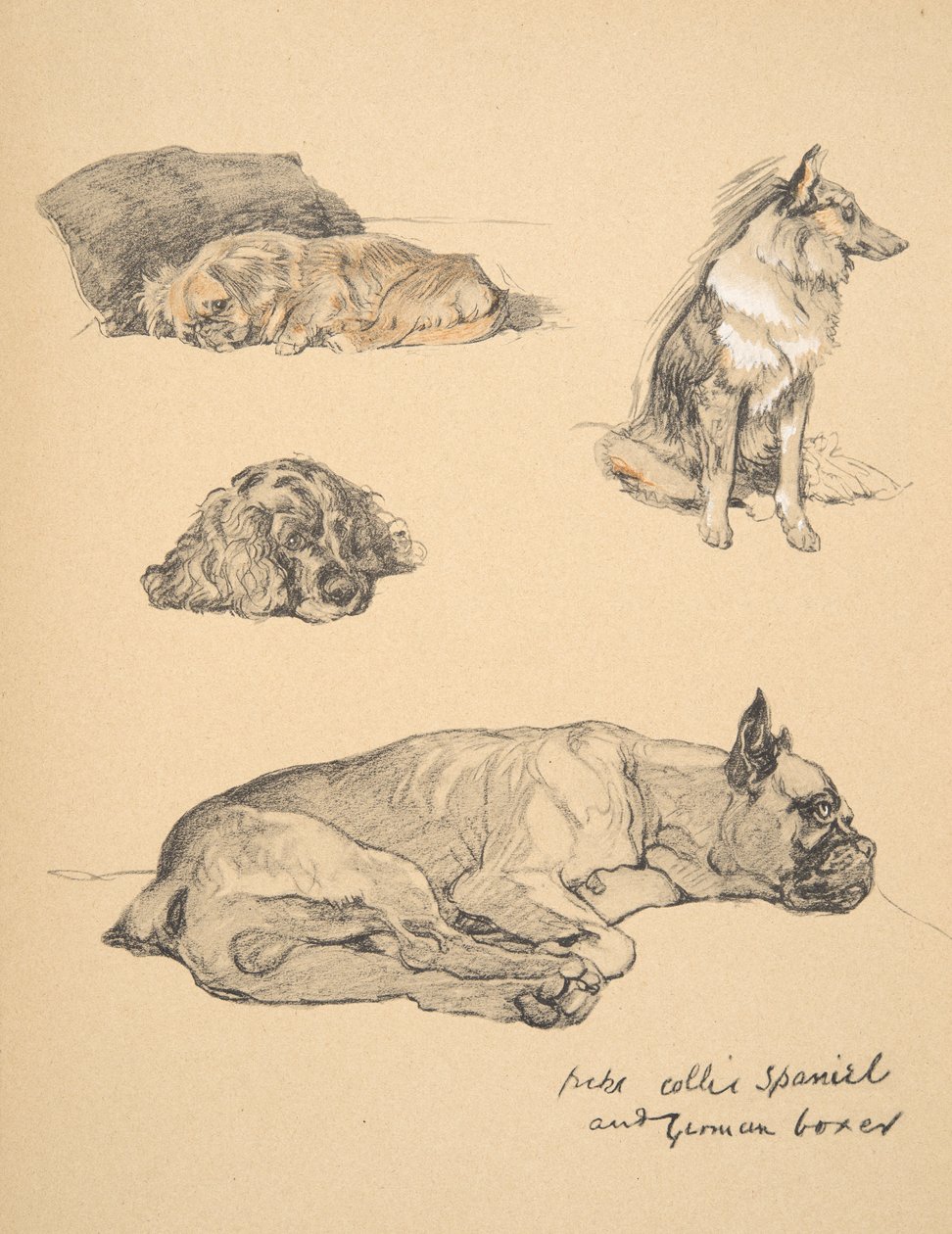 Peke, Collie, spaniel og tysk bokser, 1930, illustrasjoner fra skisseboken hans for 
