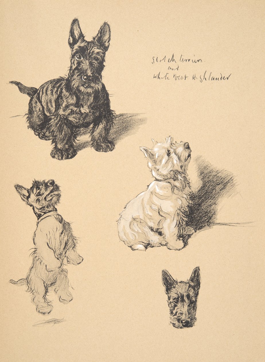 Scotch Terrier og White West Highlander, 1930, Illustrasjoner fra Sketch Book brukt for Just Among Friends, Aldin, Cecil Charles Windsor (1870-1935), senere utgitt av Eyre og Spottiswoode Limit av Cecil Charles Windsor Aldin