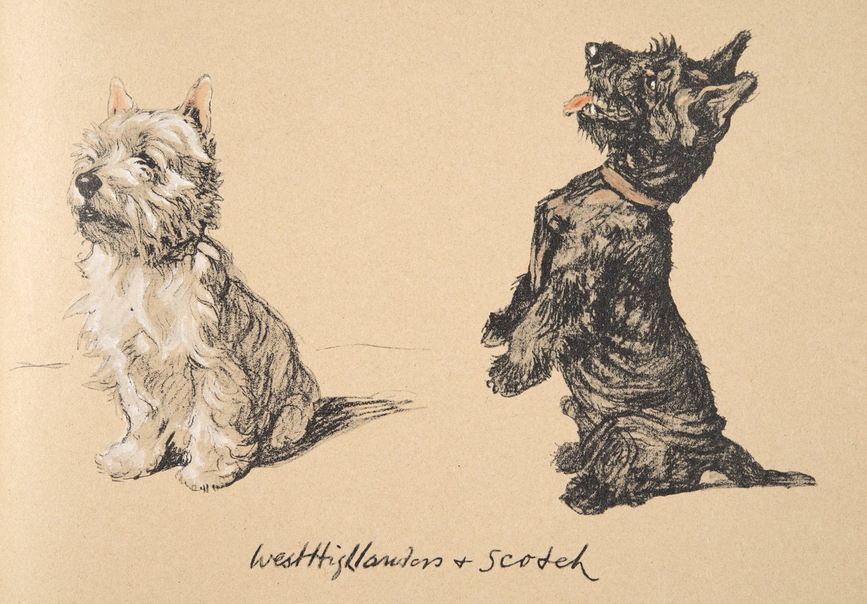 West Highlander and Scotch, 1930, illustrasjoner fra skisseboken hans brukt for 