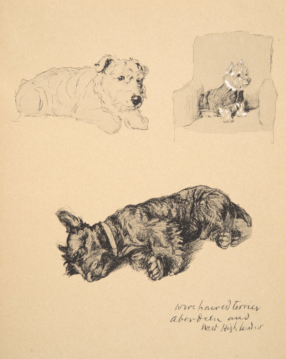 Wire-haired Terrier, Aberdeen and West Highlander, 1930, Illustrasjoner fra Sketch Book brukt for Just Among Friends, Aldin, Cecil Charles Windsor (1870-1935), senere utgitt av Eyre og Spottiswood av Cecil Charles Windsor Aldin