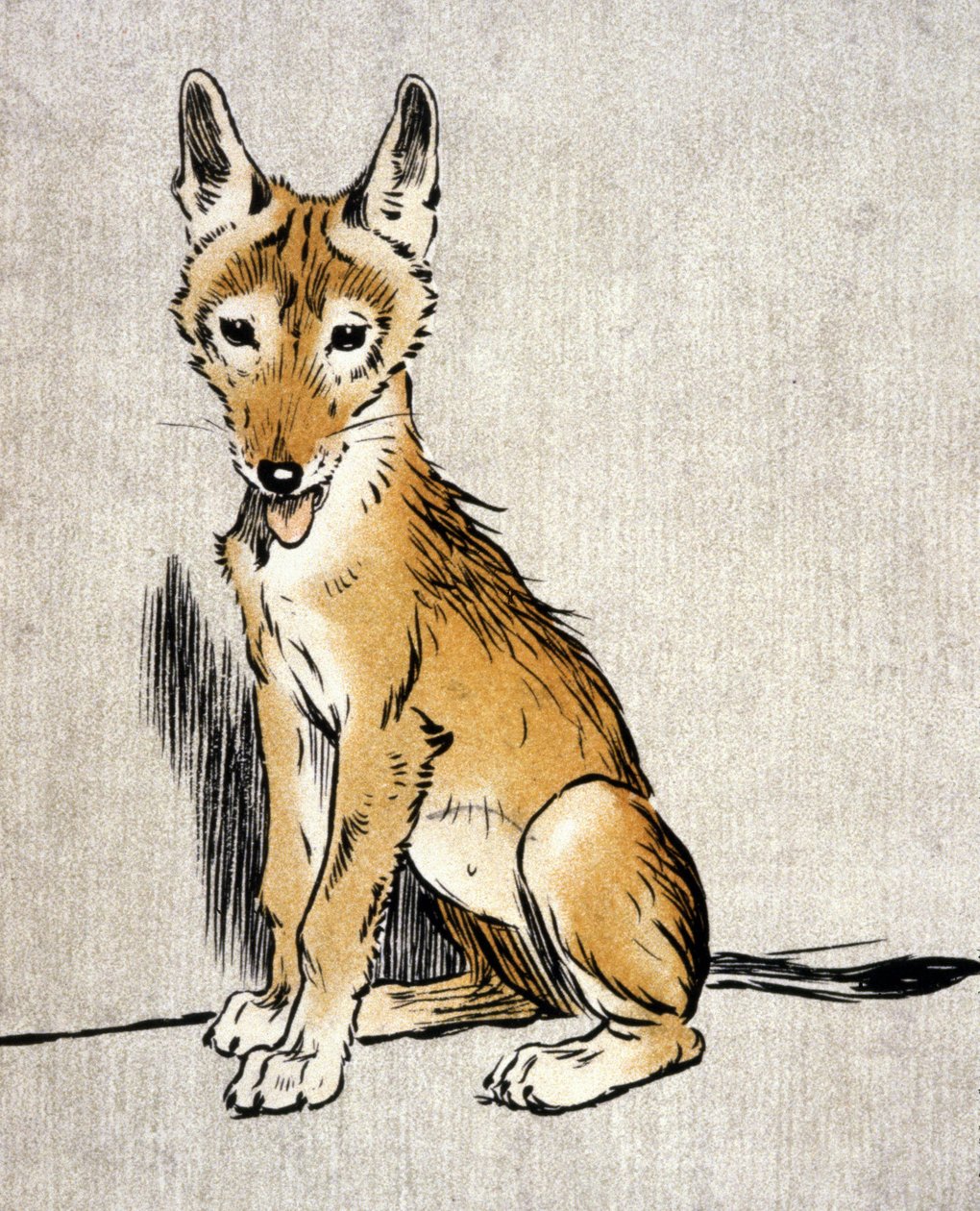 Young Jackal, ca. 1900 (gravering) av Cecil Charles Windsor Aldin