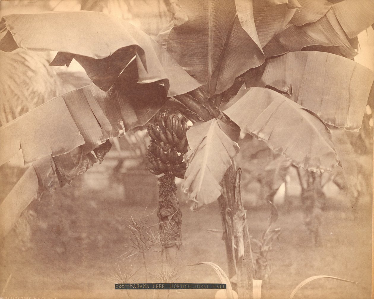 Banana Tree, Horticultural Hall, Centennial Exhibition, Philadelphia av Centennial Photographic Co.