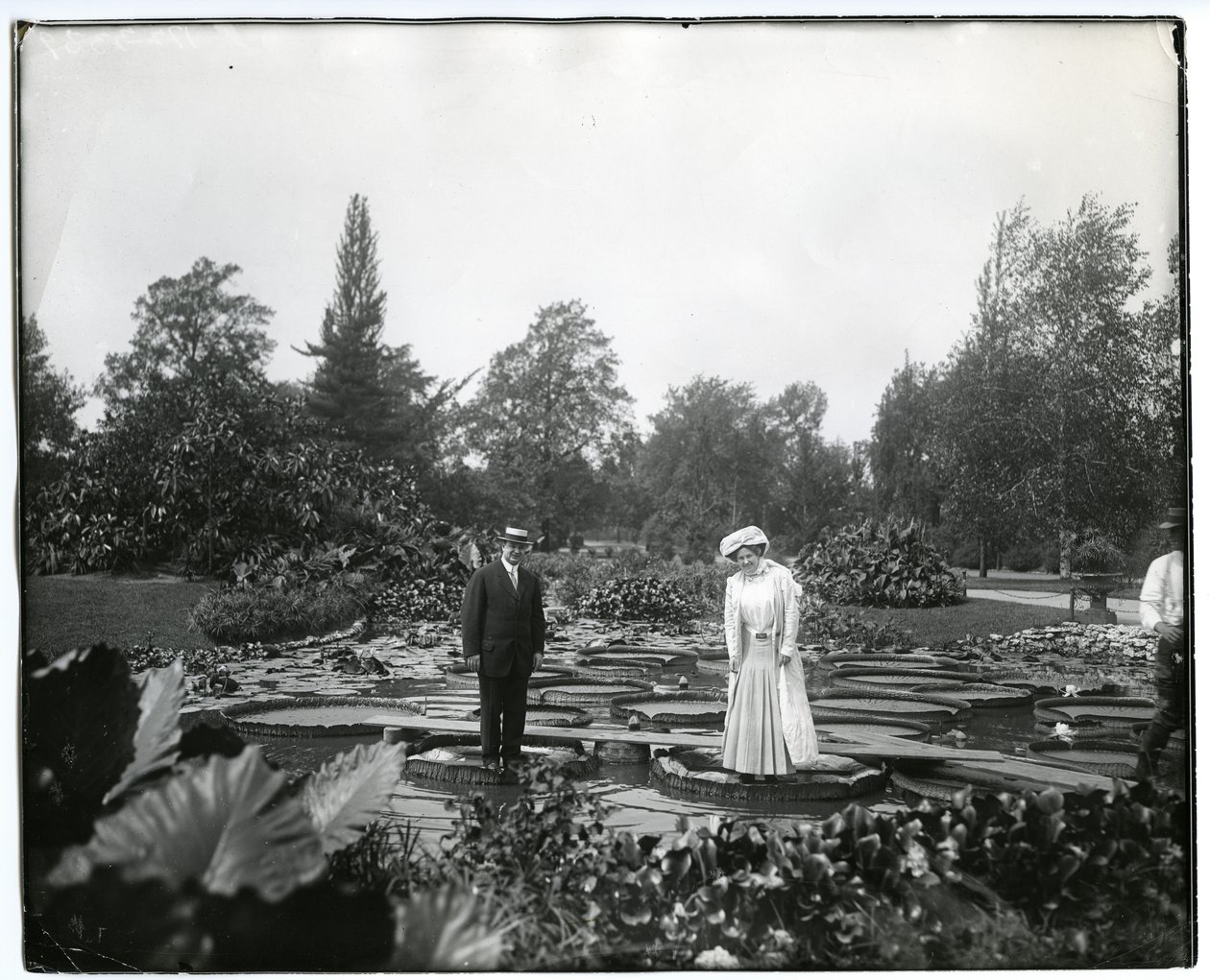 Horisontalt, svart -hvitt fotografi som viser en mann og en kvinne som står på gigantiske liljeunderlag i liljedammen ved Tower Grove Park. av Charles Clement Holt