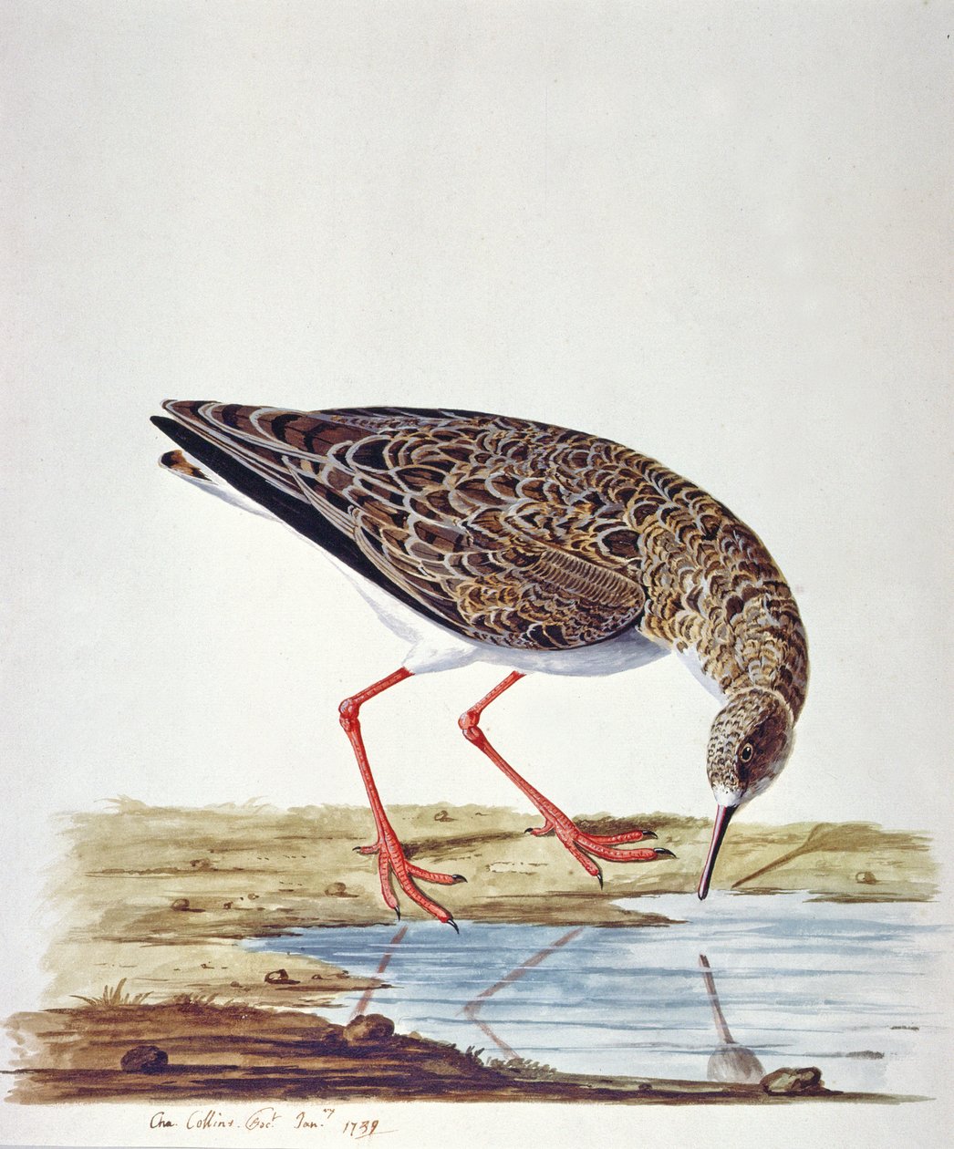 Sandpiper av Charles Collins