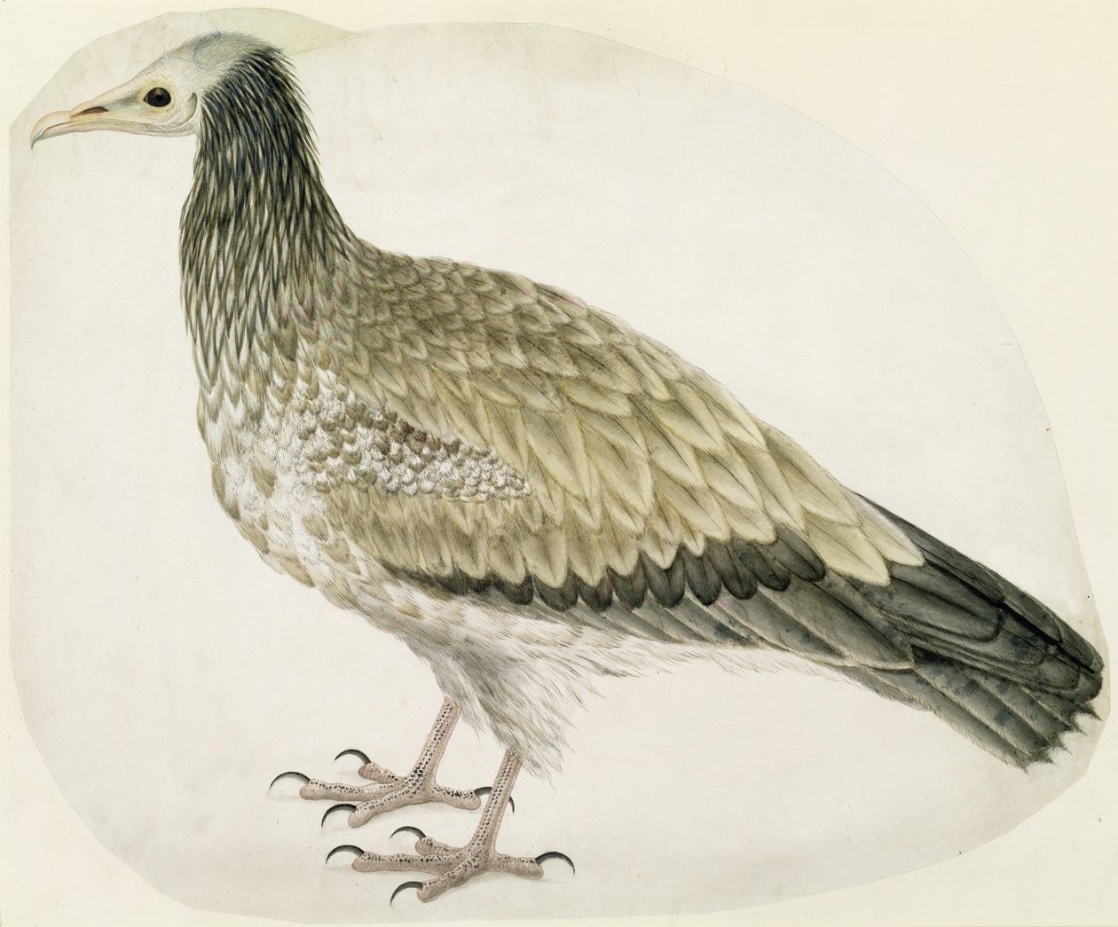 Egyptian Vulture, ca. 1736 (blekk, wc og grafitt med utskraping på papir) av Charles Collins