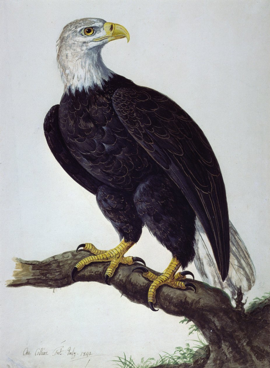 Hvithodet havørn av Charles Collins