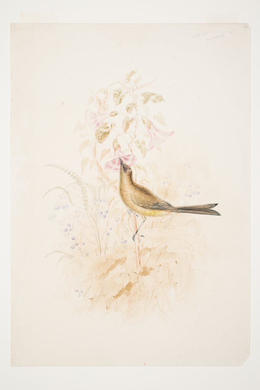 Kari Mako (Korimako) Mahurangi N.Z. av Charles Heaphy av Charles Heaphy