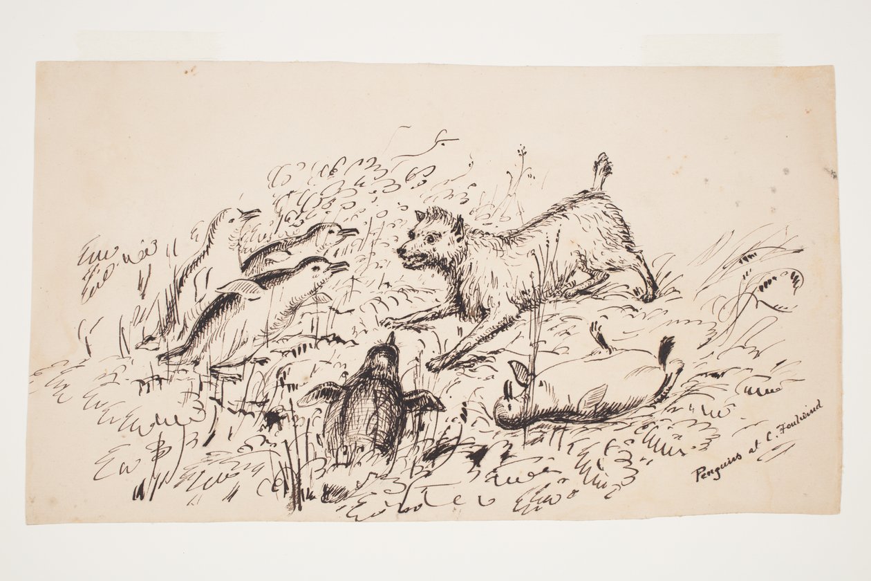 Pingviner ved Cape Foulwind av Charles Heaphy
