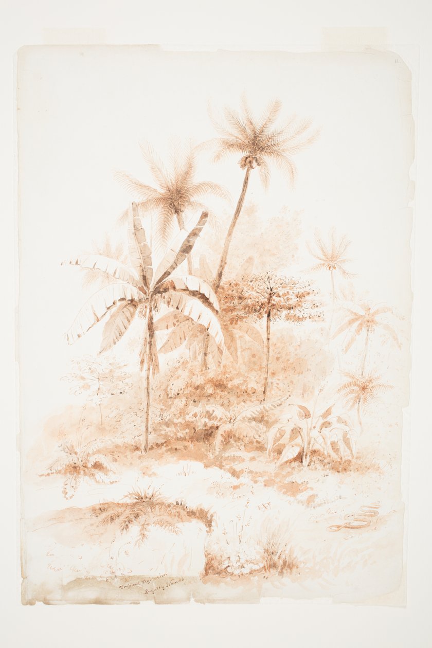 Tropisk vegetasjon, Loyalty Islands av Charles Heaphy