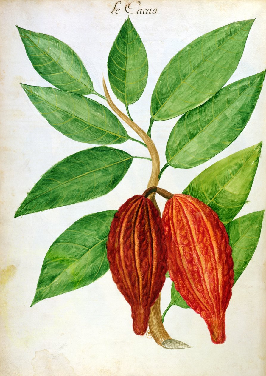 Kakao, fra et manuskript om planter og sivilisasjon på Antillene, ca. 1686 av Charles Plumier