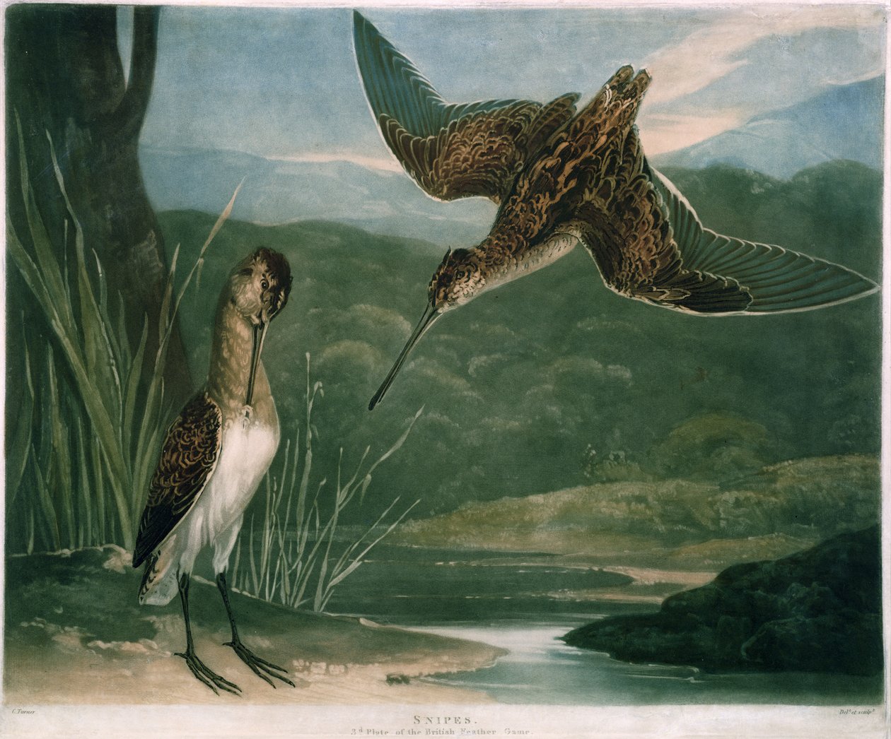 Snipes, plate 3 av British Feather Game, gravert av kunstneren, pub. av R. Ackermann, ca. 1810 (mezzotintgravering) av Charles Yardley Turner