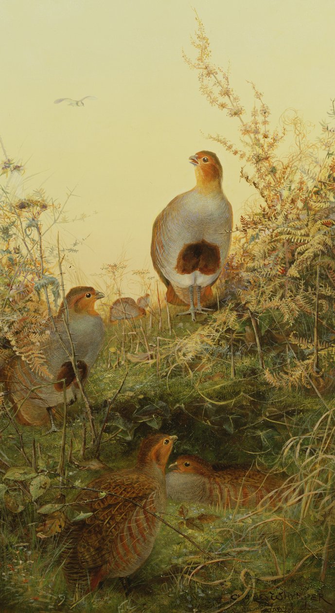 En rapphøne i bracken ved solnedgang av Charles Whymper