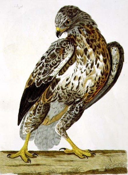 Buzzard (Buteo buteo) plate fra 