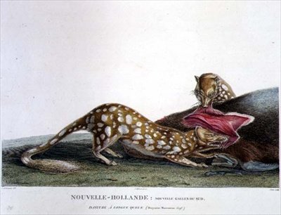 Dasyurus Macrourus, en langhalet Dasyure, fra New South Wales, New Holland, plate 33 fra 